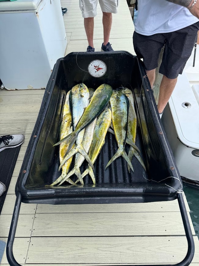 Fresh Mahi-Mahi