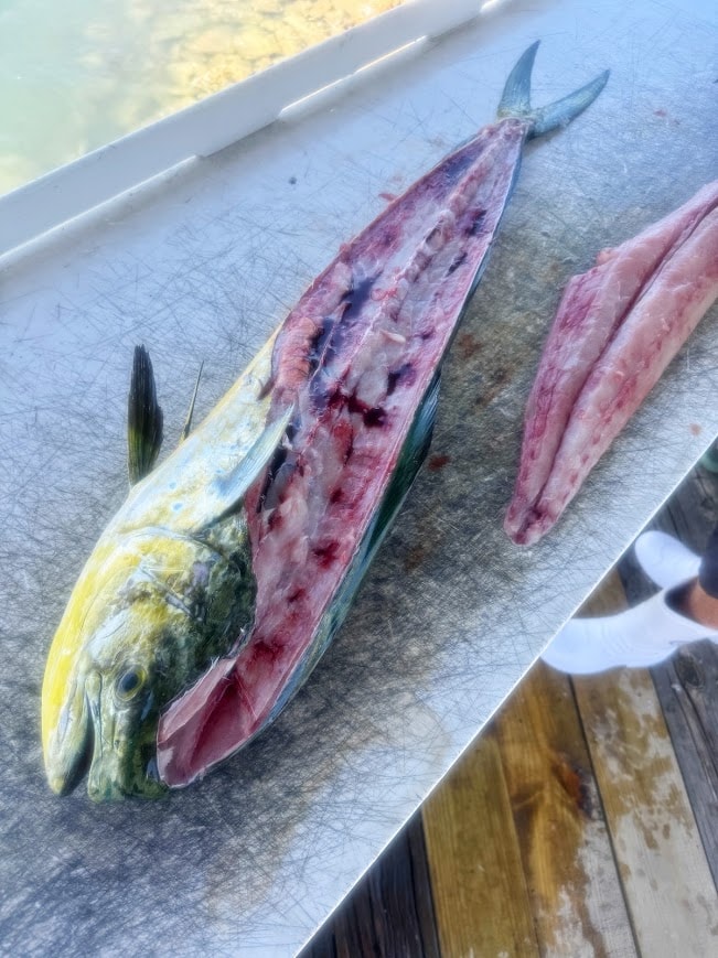 Fresh Mahi-Mahi Fillets